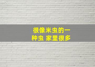 很像米虫的一种虫 家里很多